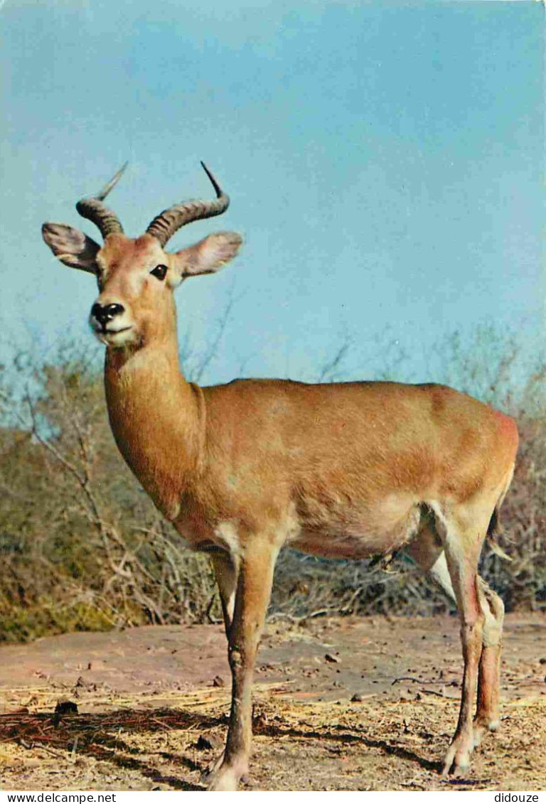 Animaux - Antilope - Faune Africaine - CPM - Carte Neuve - Voir Scans Recto-Verso - Andere & Zonder Classificatie