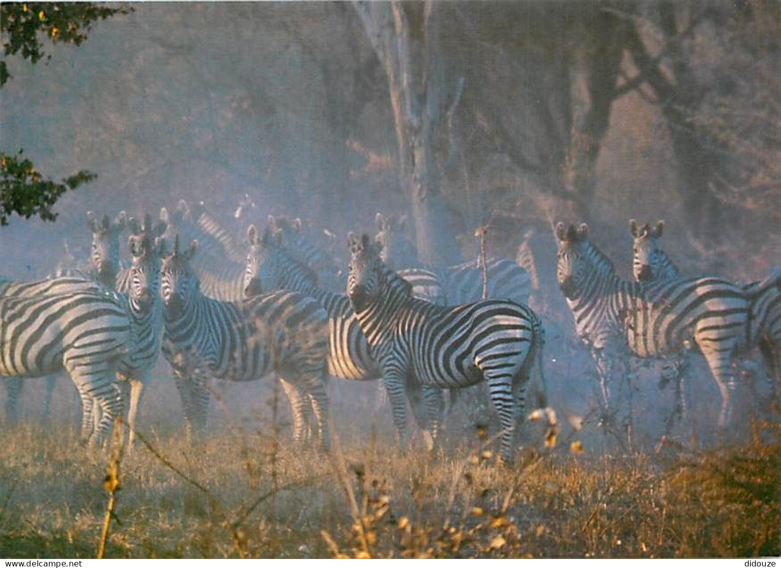 Animaux - Zèbres - Afrique Du Sud - South Africa - CPM - Voir Scans Recto-Verso - Cebras