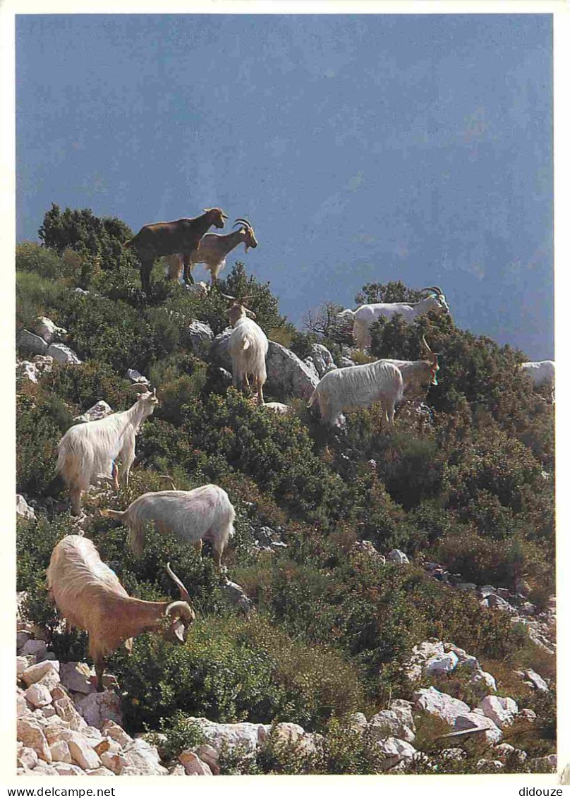 Animaux - Chèvres - Occitanie - Chèvres En Vacances Dans La Montagne - CPM - Voir Scans Recto-Verso - Sonstige & Ohne Zuordnung