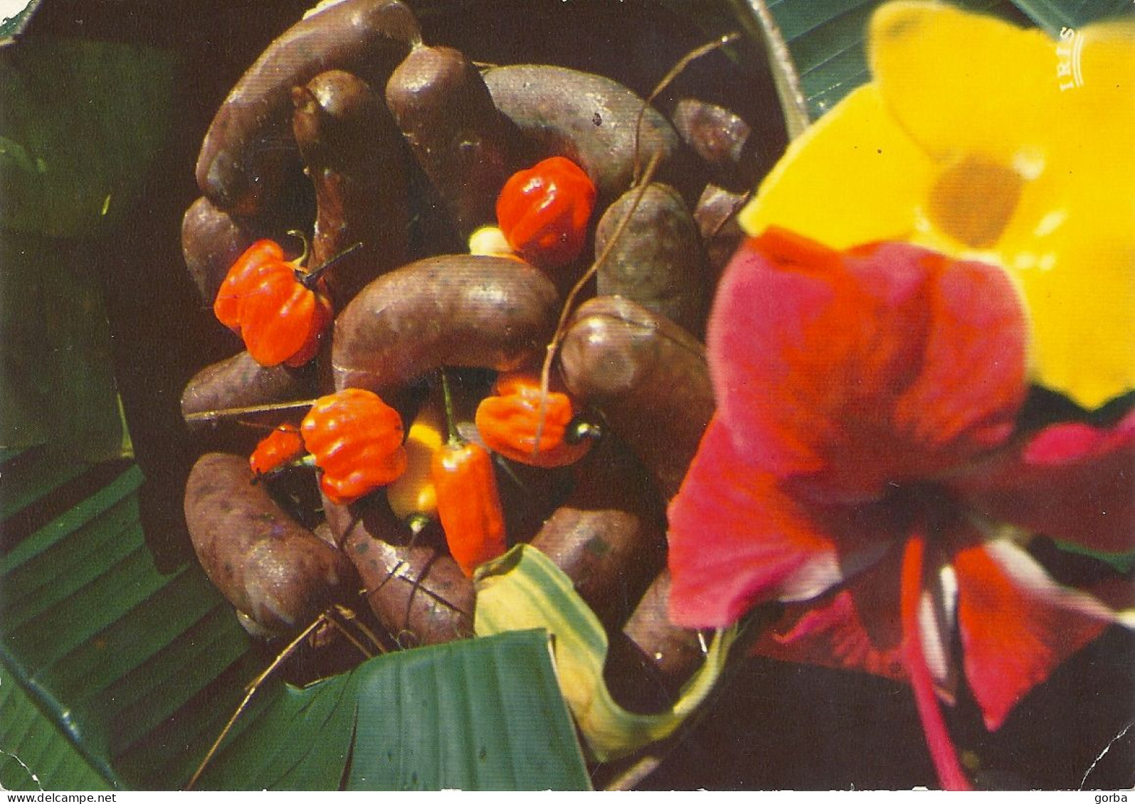 *CPM - Recette Du Boudin Antillais - Recette Au Verso - Ricette Di Cucina