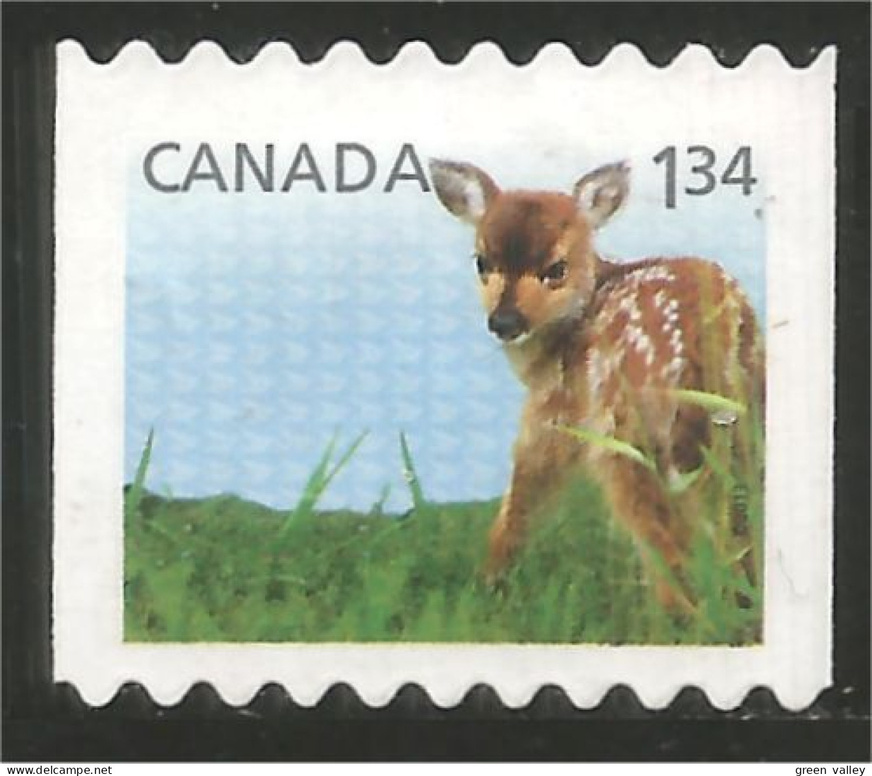 Canada Faon Fawn Kitz Reekalf Fulvo Adular Mint No Gum (13-001) - Usati