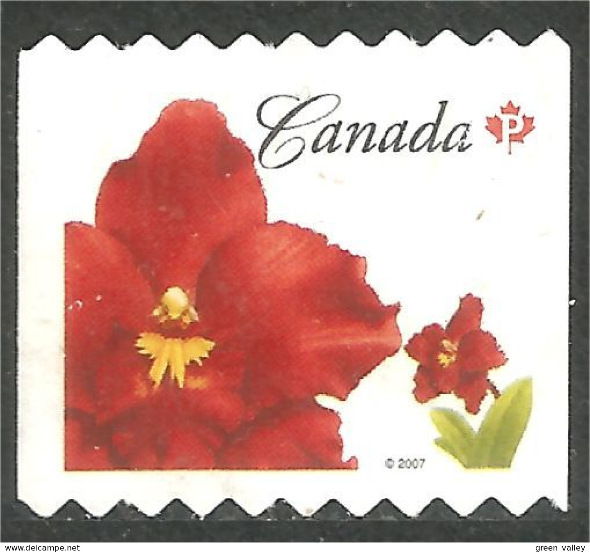 Canada Island Red Flower Coil Roulette Mint No Gum (421) - Gebruikt