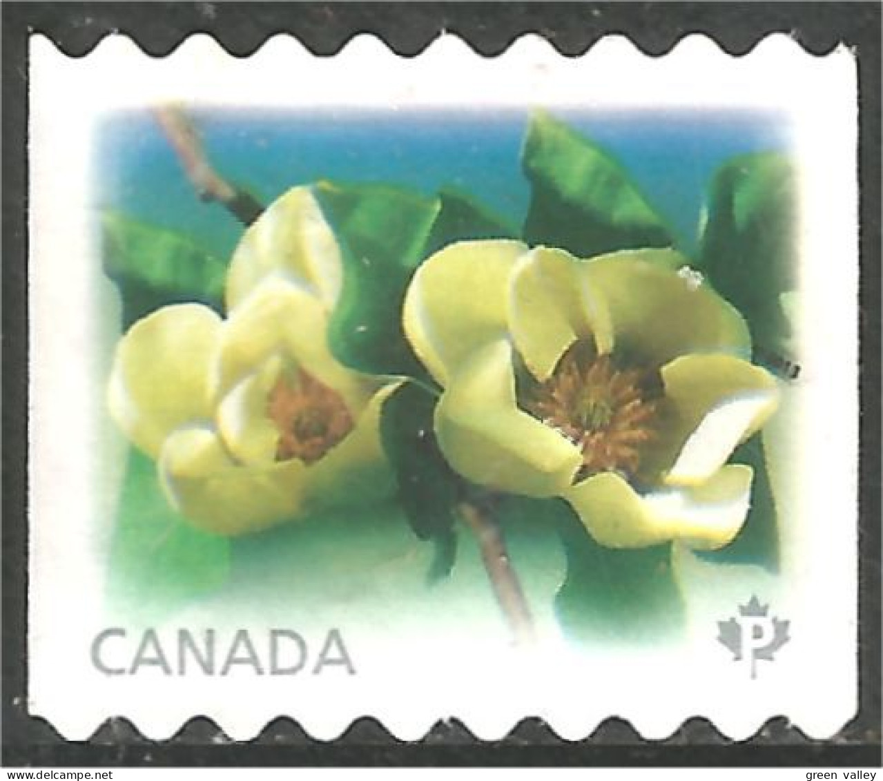 Canada Fleur Flower Rose Coil Roulette Mint No Gum (426) - Rozen