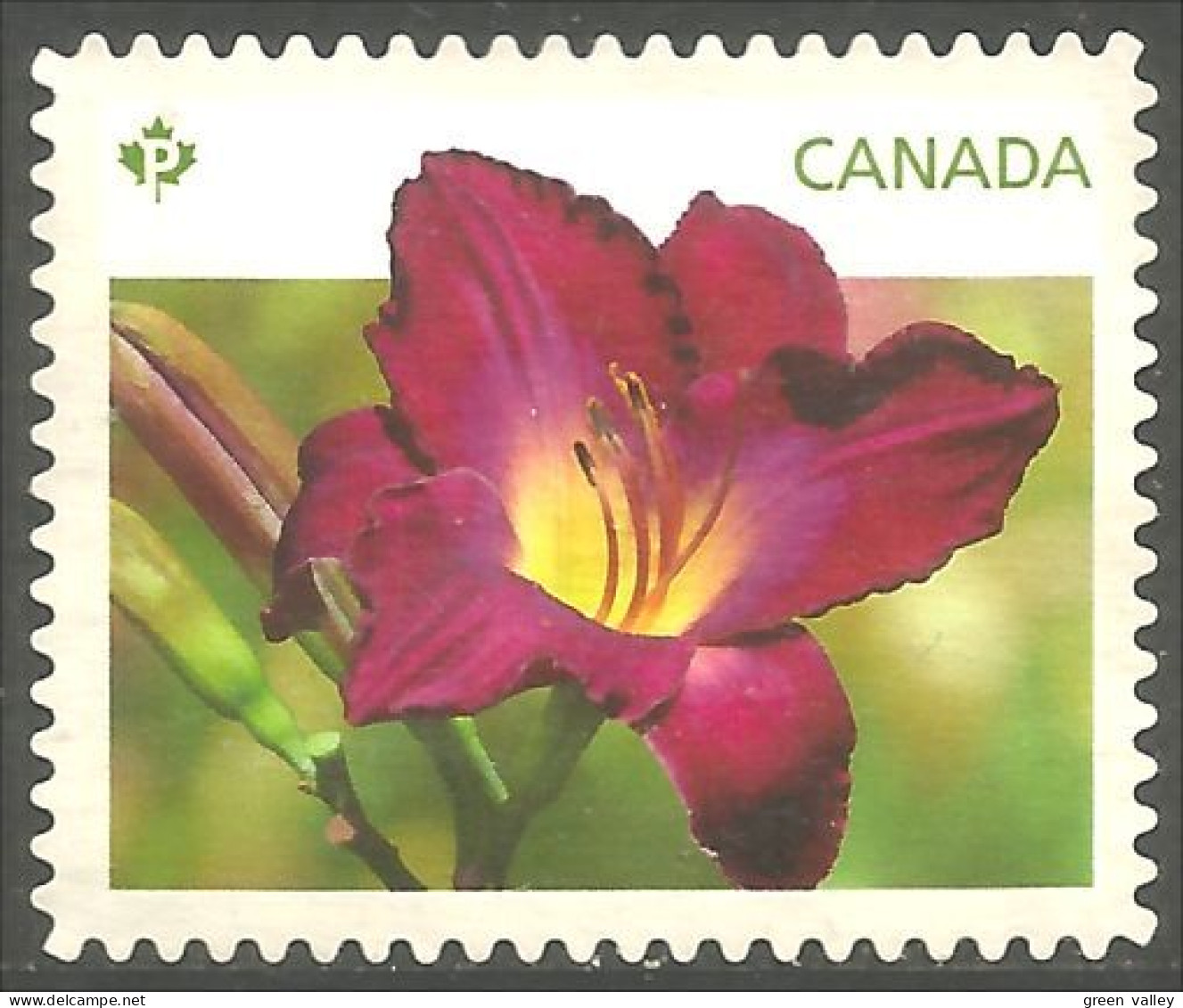 Canada Daylilies Daylily Hémérocalles Violet Purple Mint No Gum (367c) - Altri & Non Classificati