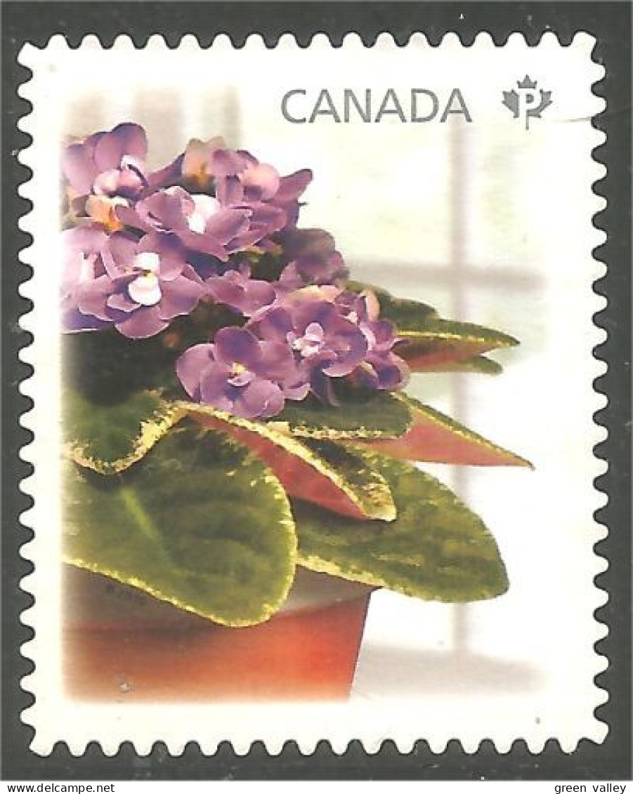 Canada African Violet Violette Africaine Mint No Gum (362b) - Otros & Sin Clasificación