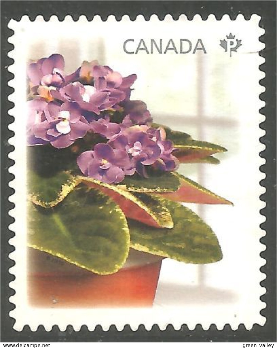 Canada African Violet Violette Africaine Mint No Gum (362a) - Oblitérés