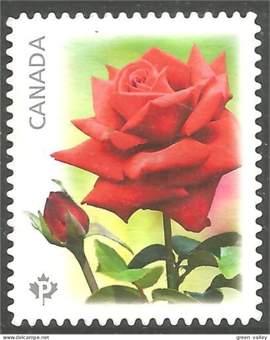 Canada Red Rose Rouge Mint No Gum (360c) - Rozen