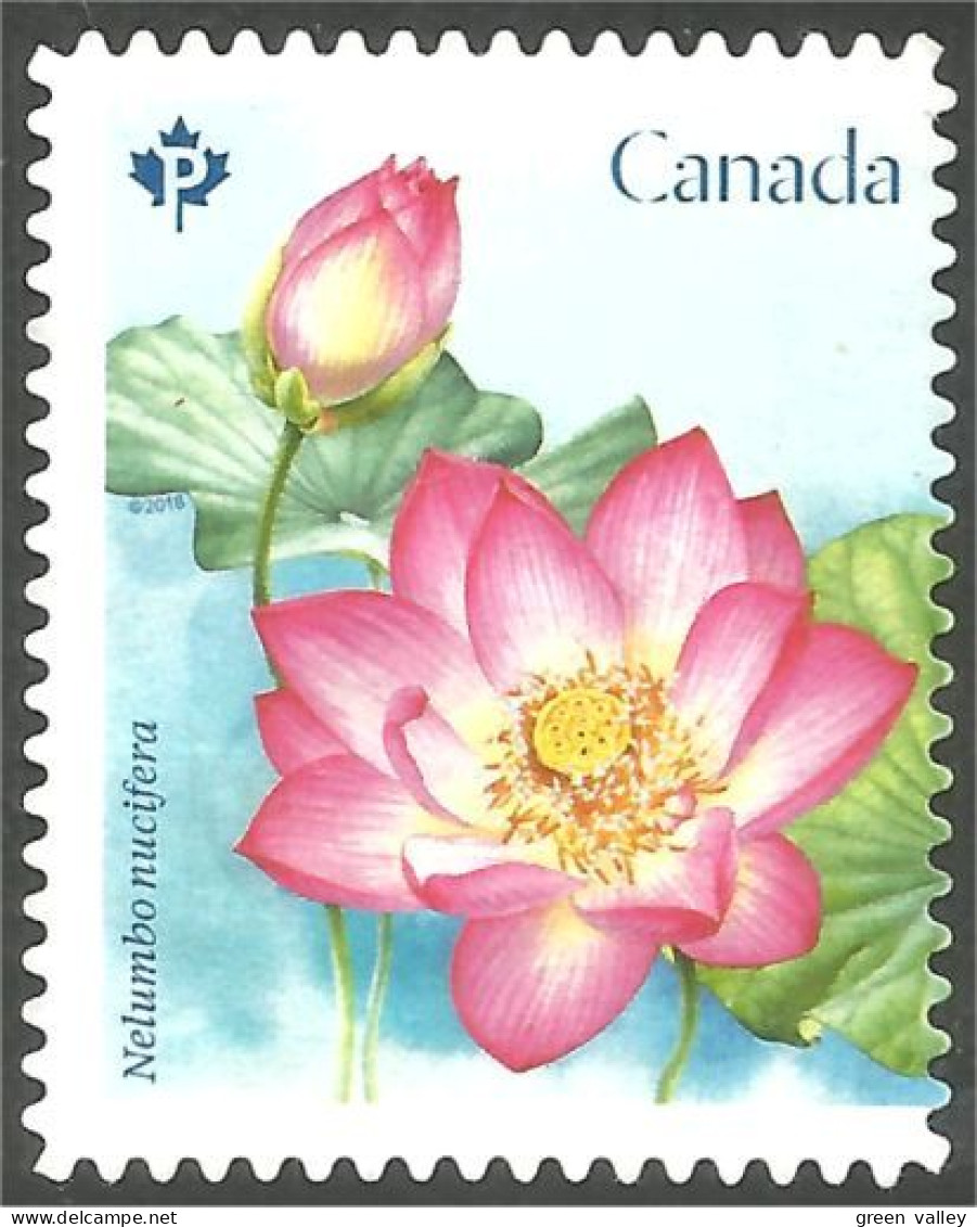 Canada Fleur Flower Rose Mint No Gum (176) - Rozen