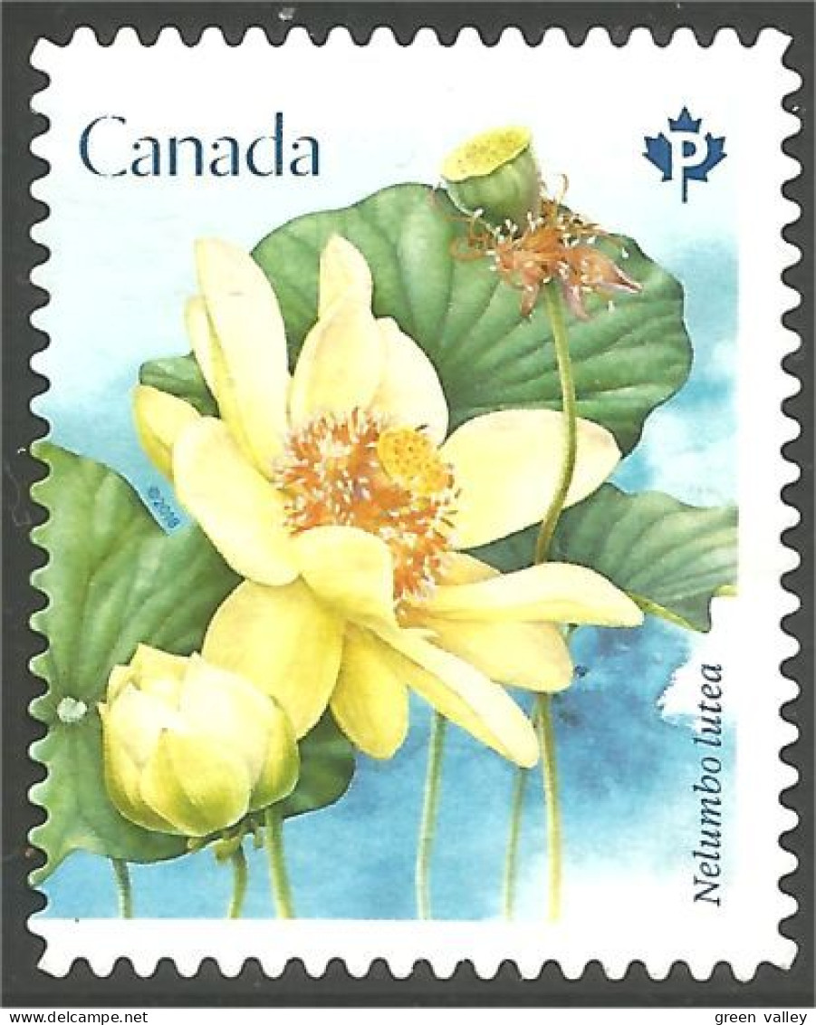 Canada Fleur Flower Mint No Gum (184) - Autres & Non Classés