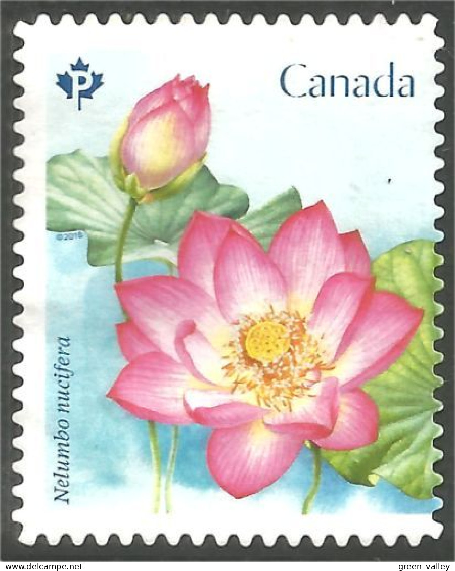 Canada Fleur Flower Rose Mint No Gum (175) - Autres & Non Classés