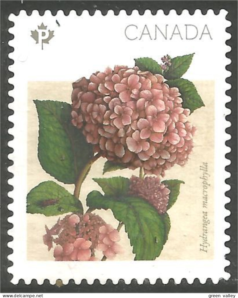 Canada Fleur Flower Hydrangea Mint No Gum (168) - Usados