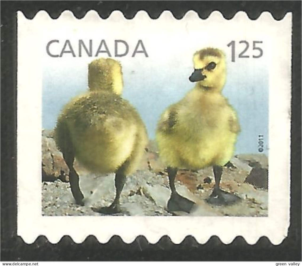 Canada Canard Duck Ente Pato Mint No Gum (110) - Andere & Zonder Classificatie