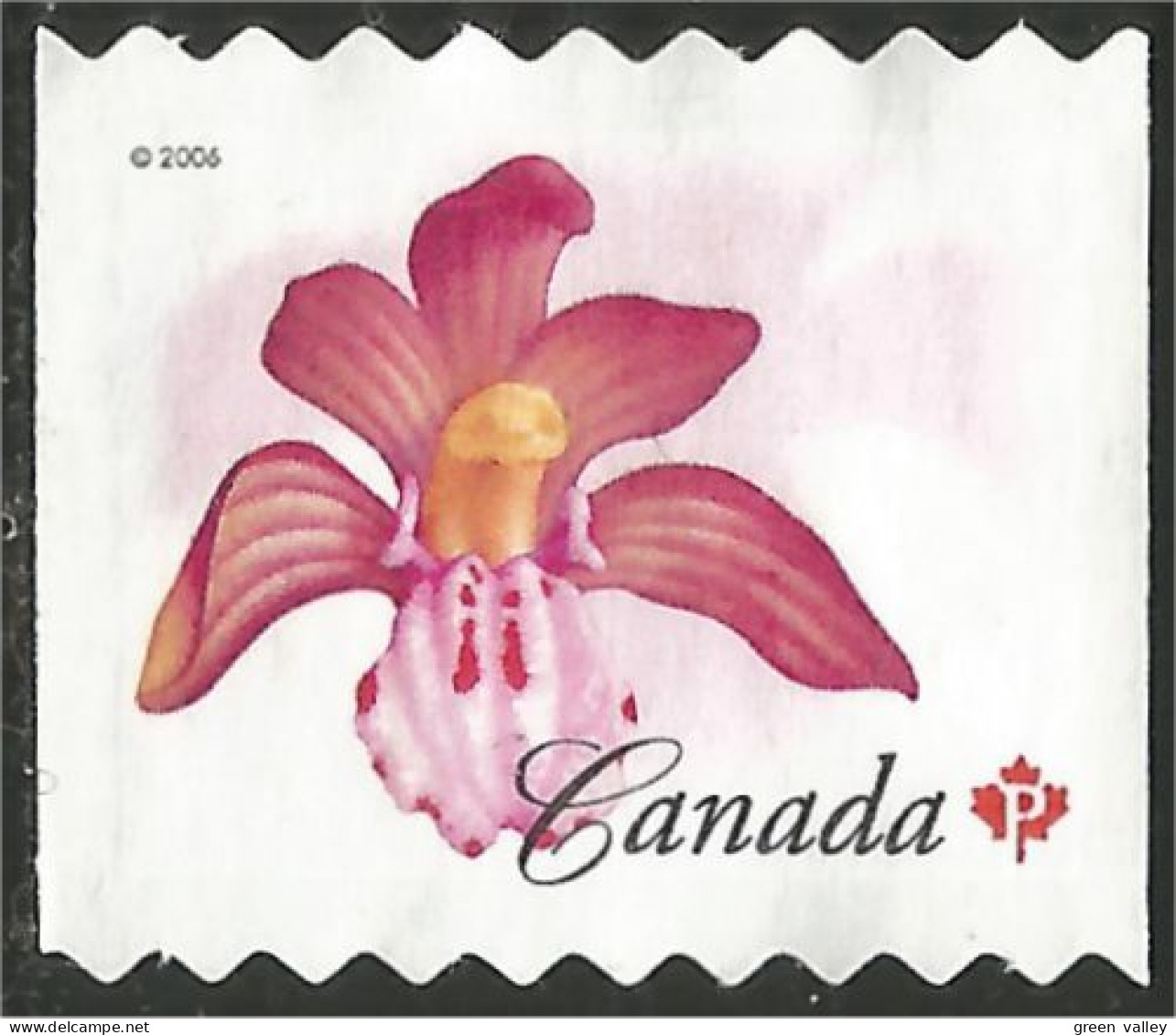 Canada Orchid Orchidée Coralroot Mint No Gum (15) - Orchidées