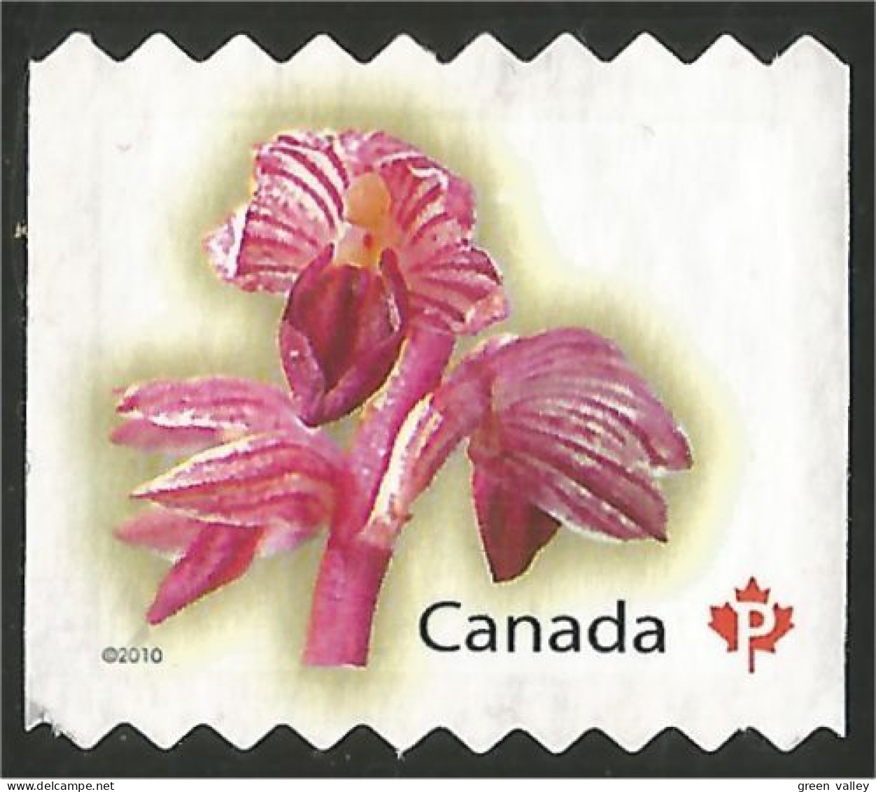 Canada Orchid Orchidée Mint No Gum (23) - Orchideen