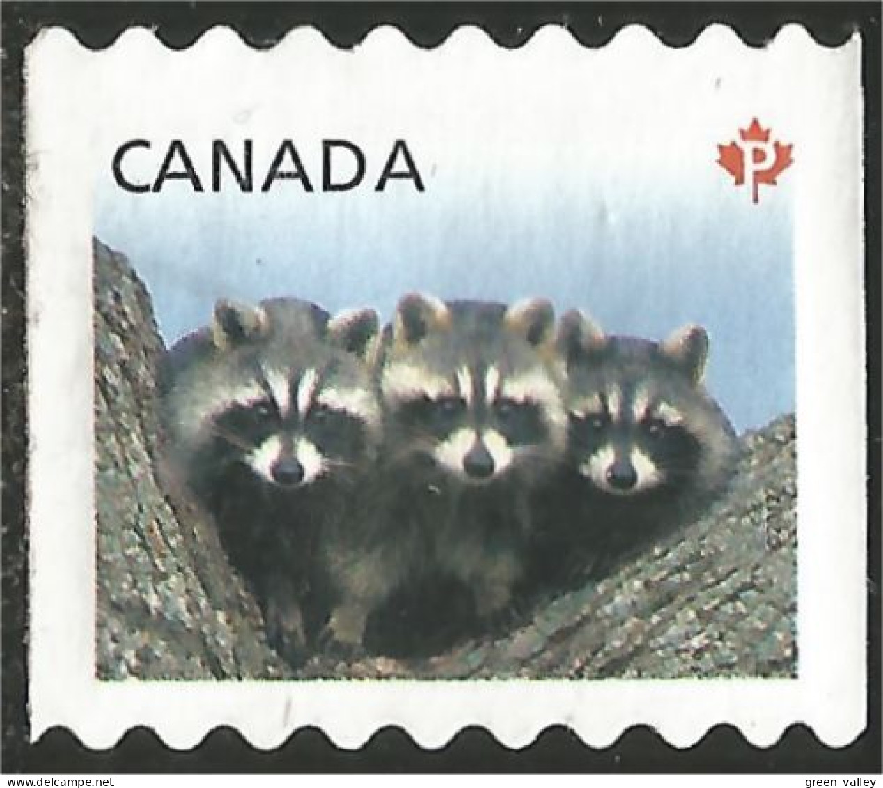 Canada Raton Laveur Raccoon Mint No Gum (9) - Gebruikt