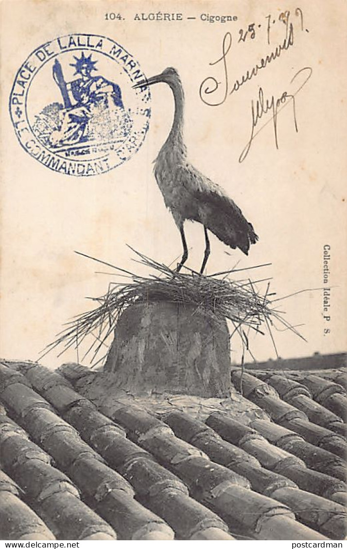 Algérie - Cigogne - Ed. Collection Idéale P.S. 104 - Other & Unclassified