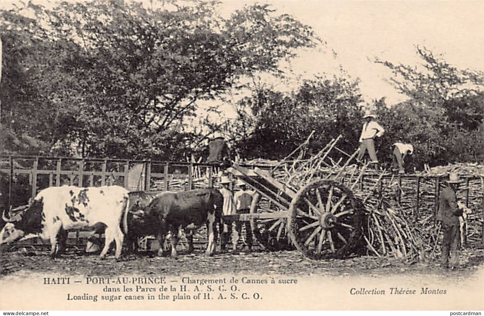 Haiti - Loading Sugar Canes In The Plain Of H.A.S.C.O. - Ed. Thérèse Montas  - Haití