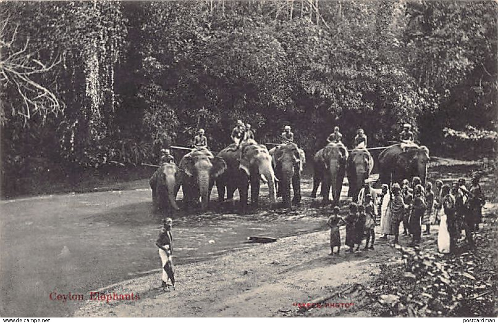 Sri Lanka - Ceylon Elephants - Publ. Skeen-Photo  - Sri Lanka (Ceilán)