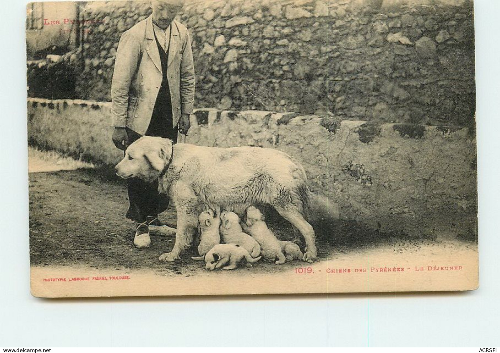 BAGNERE DE BIGORRE  LE CHIEN DES PYRENEES TT 1431 - Bagneres De Bigorre