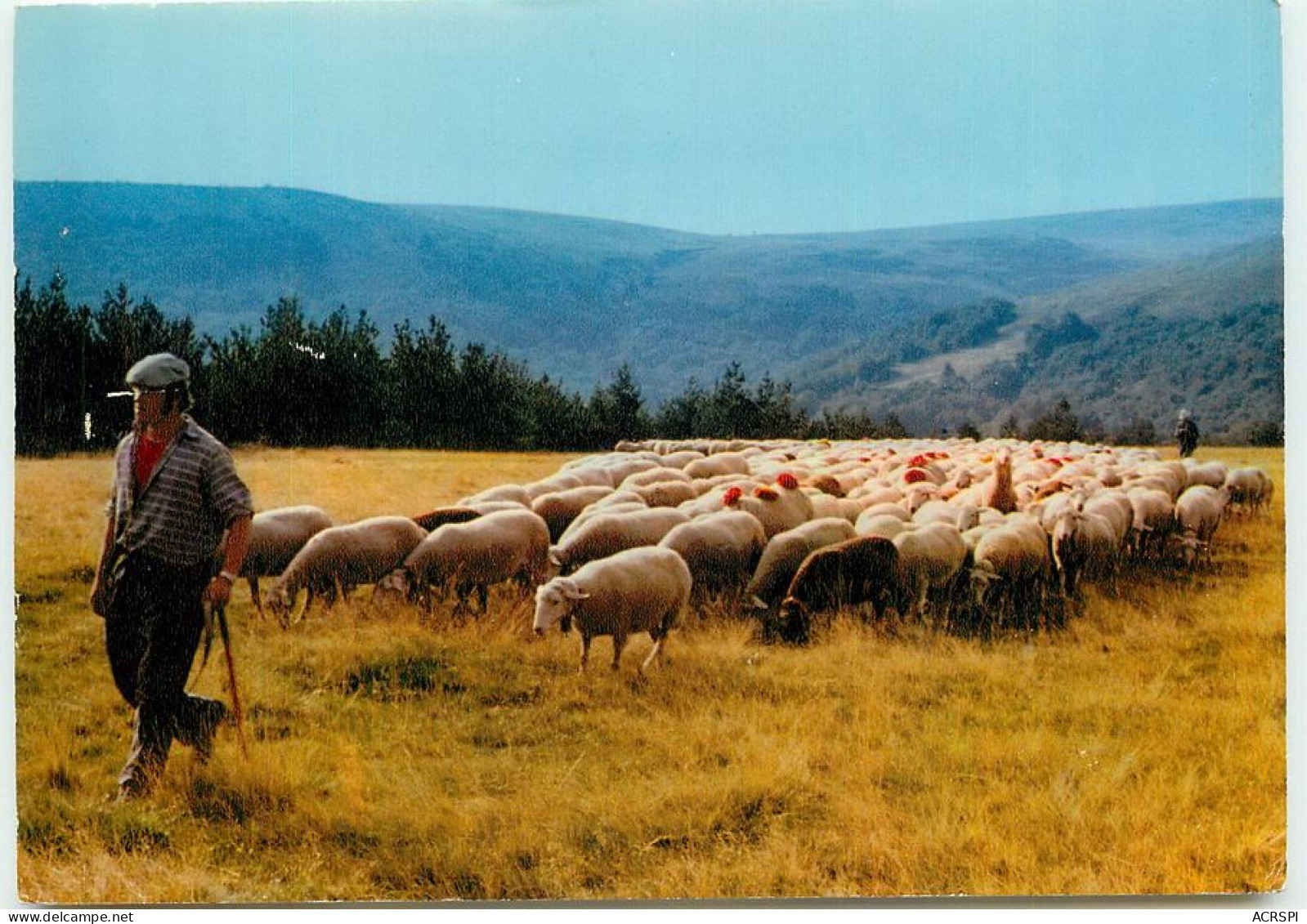 MONT LOZERE  La Transhumance  TT 1427 - Altri & Non Classificati