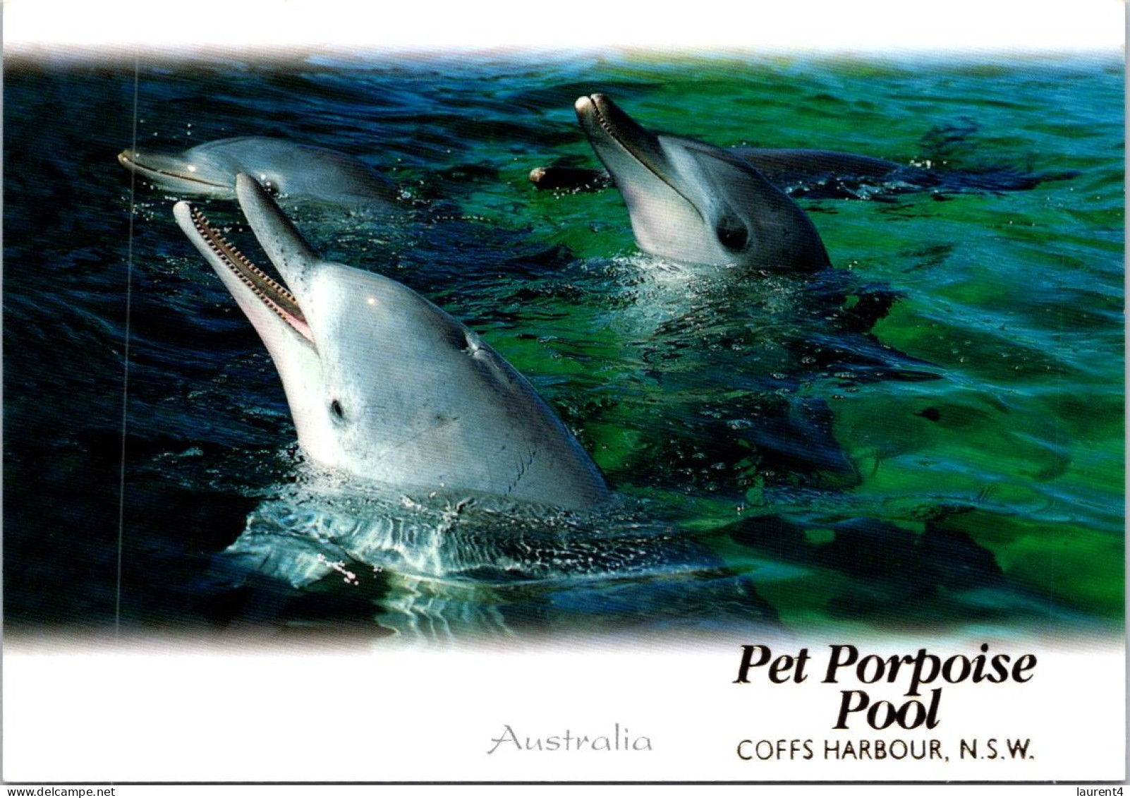 11-5-2024 (4 Z 41) Australia - NSW - Coffs Harbour Dolphins (posted With "Olympic Sport" Stamp) - Coffs Harbour