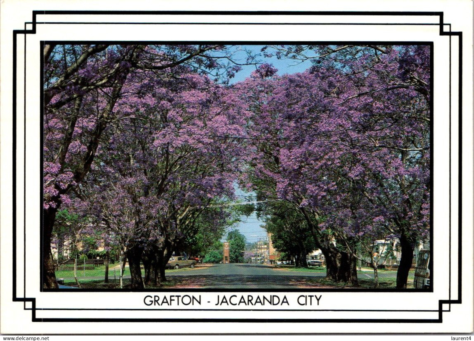 11-5-2024 (4 Z 41) Australia - NSW - Tree In Grafton (posted With Koala Stamp) - Trees