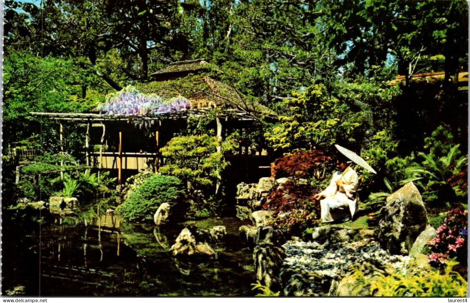 11-5-2024 (4 Z 43) USA - San Francisco - Japanese Tea Garden (3 Postcards) - Bäume