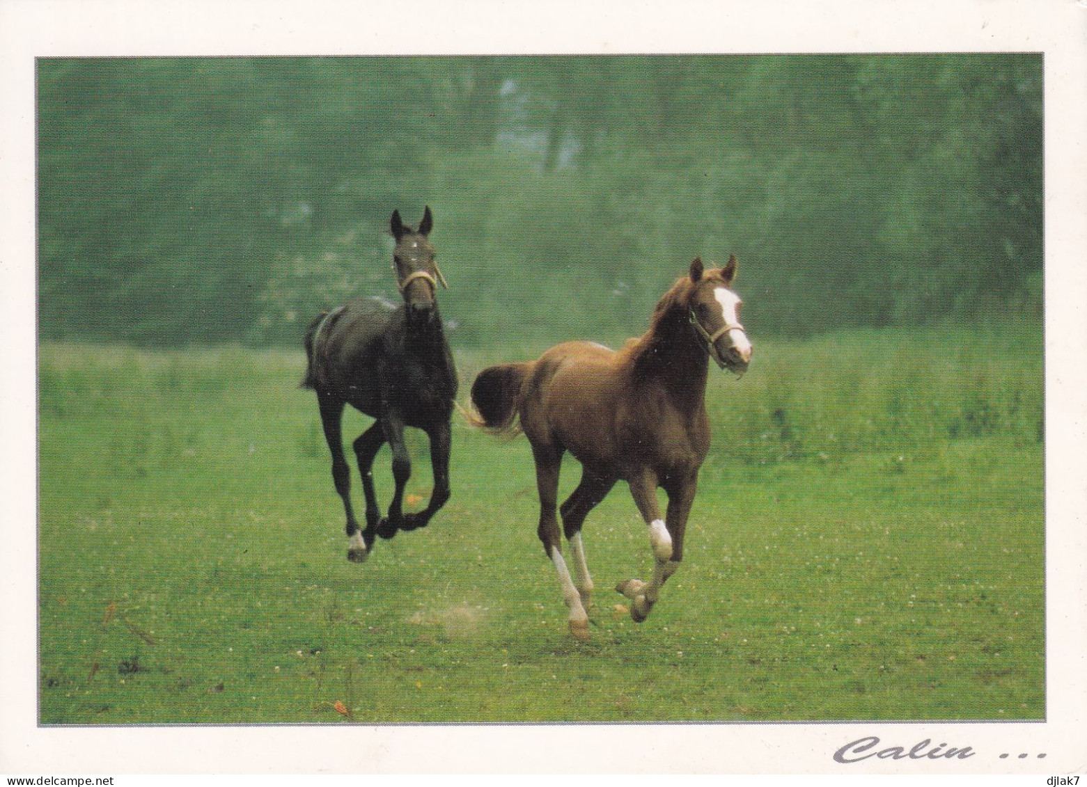 Des Chevaux - Pferde