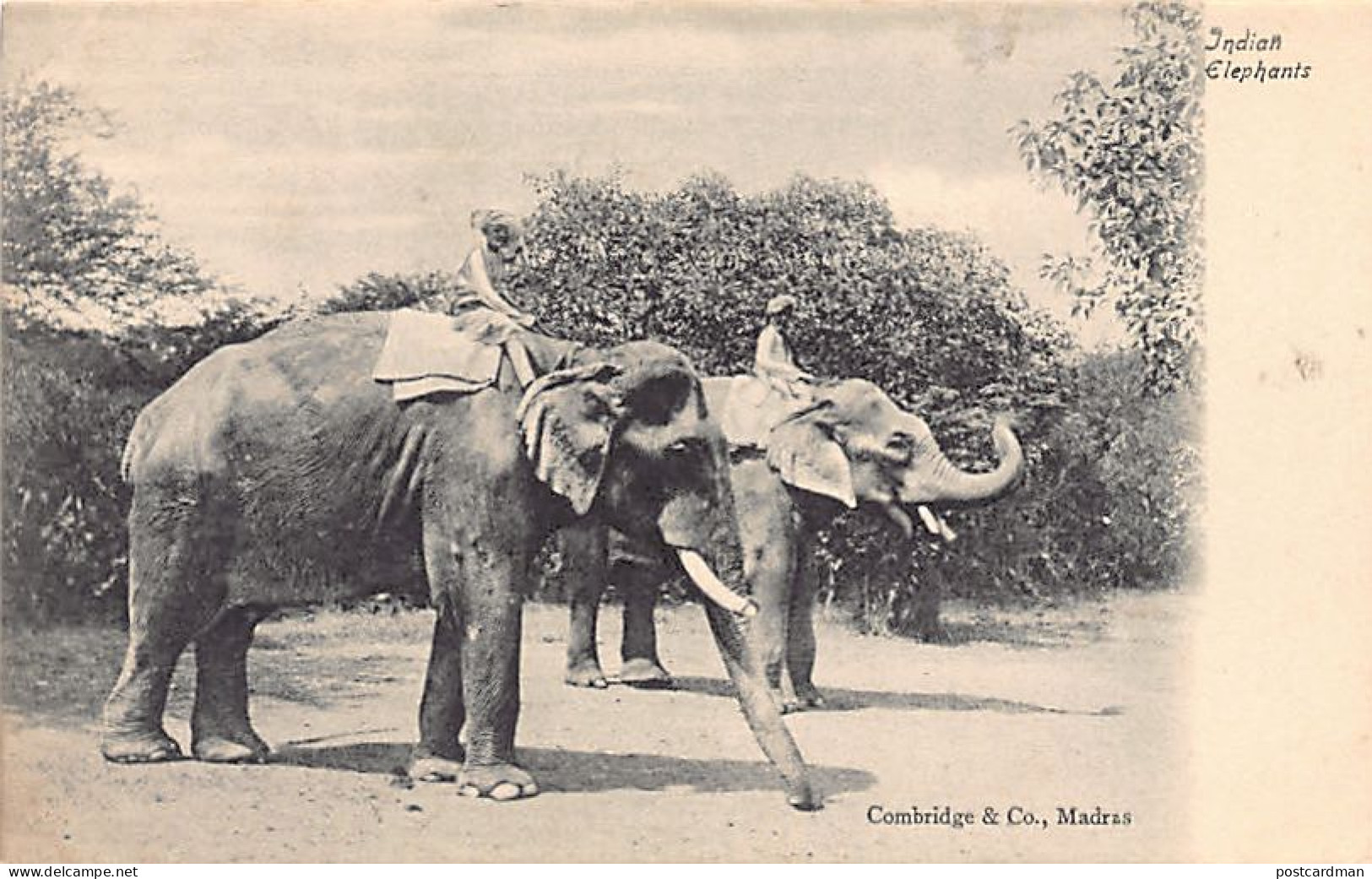 India - Indian Elephants - Publ. Combridge & Co., Madras - India