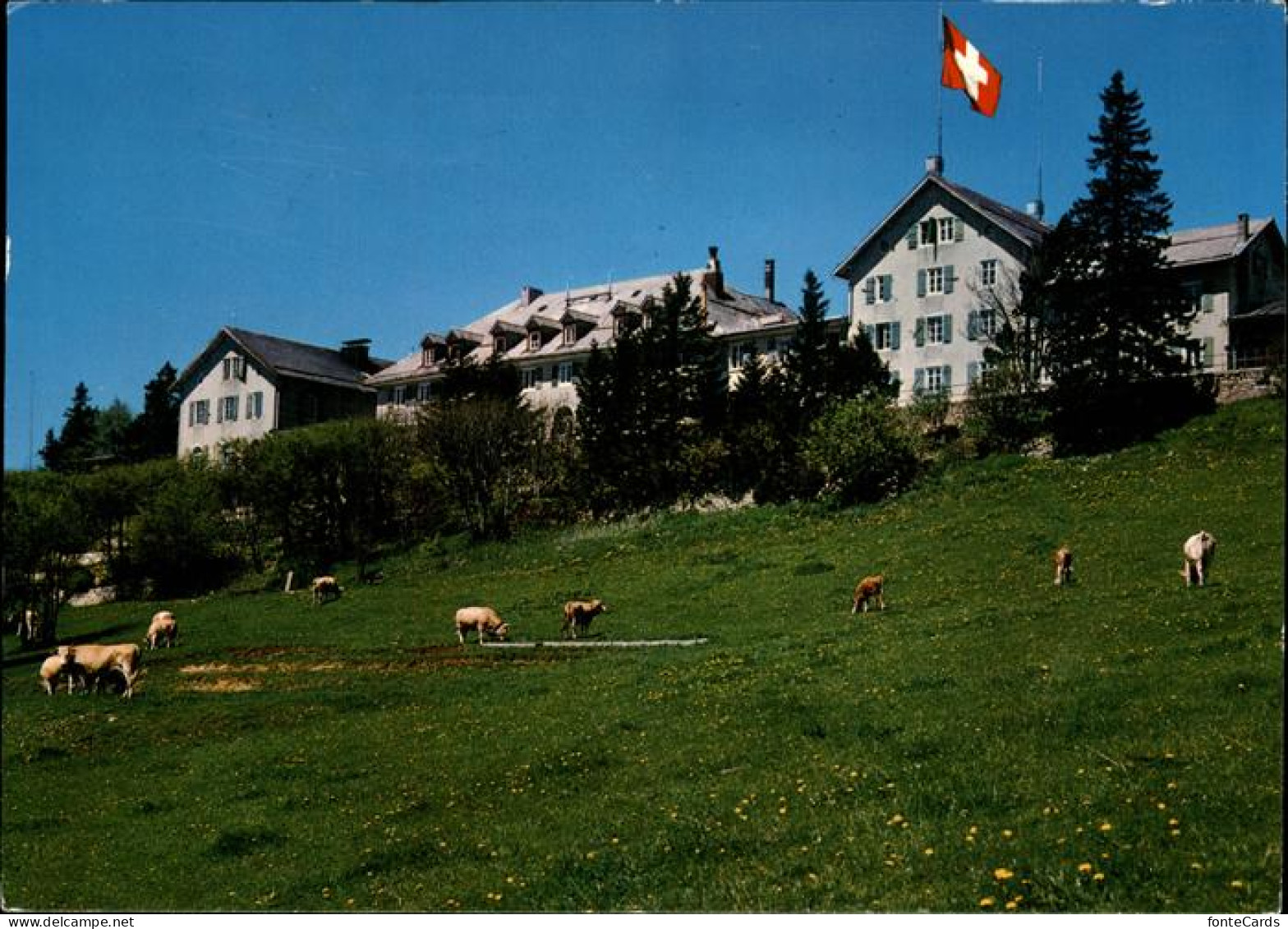 11451586 Weissenstein SO Hotel Kurhaus Viehweide Kuehe Schweizer Flagge Weissens - Altri & Non Classificati