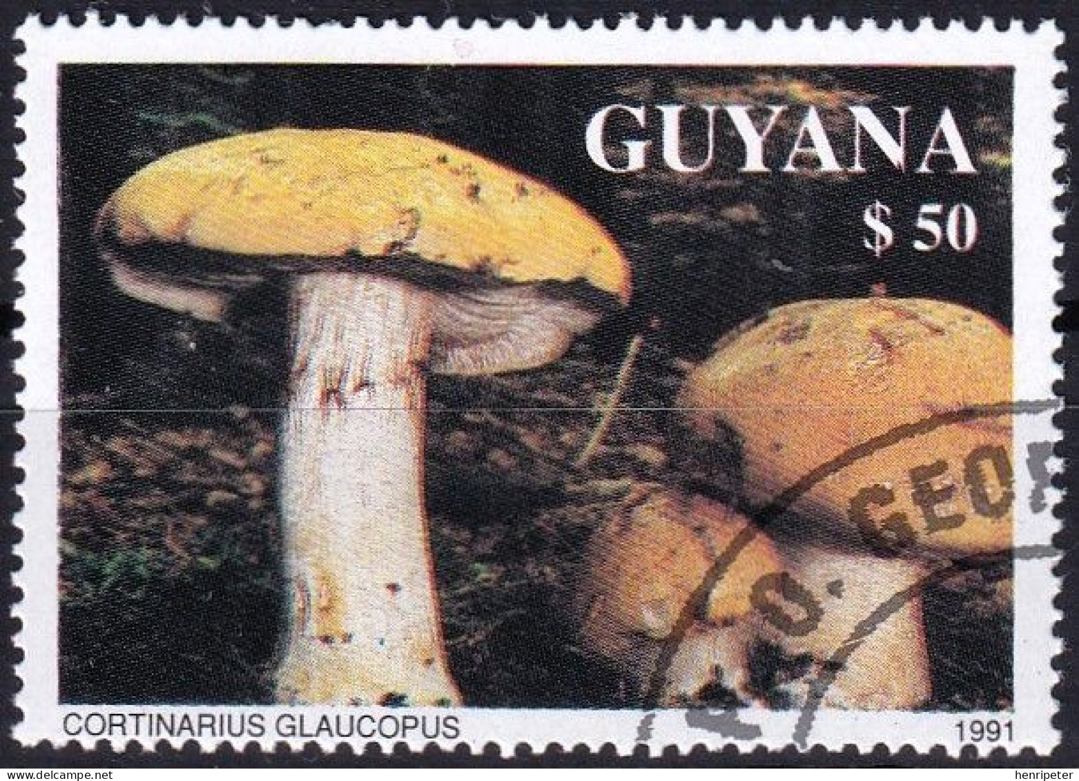 T.-P. Dentelé Oblitéré - Champignons Cortinaire à Pied Glauque Cortinarius Glaucopus - N° 3682 (Michel) - Guyana 1991 - Guiana (1966-...)