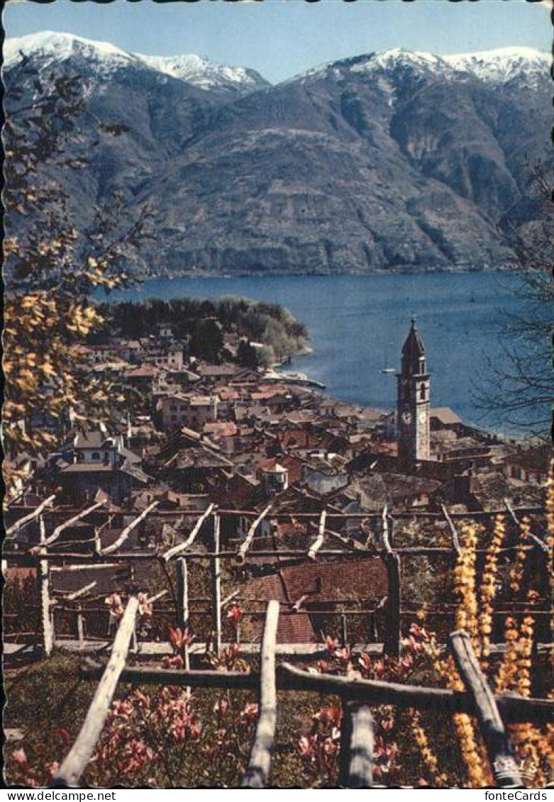 11435159 Ascona TI Ortsansicht Mit Kirche Lago Maggiore Alpenblick Fruehling Asc - Andere & Zonder Classificatie