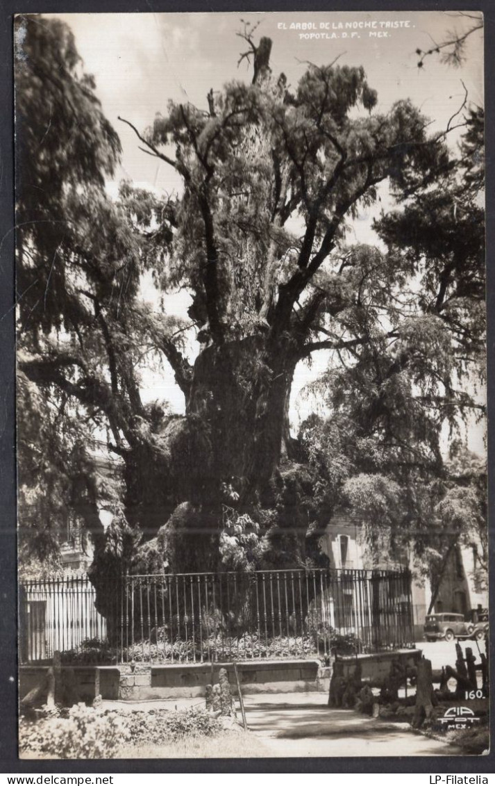 Mexico - Circa 1920 - D. F. - Arbol De La Noche Triste - Mexique