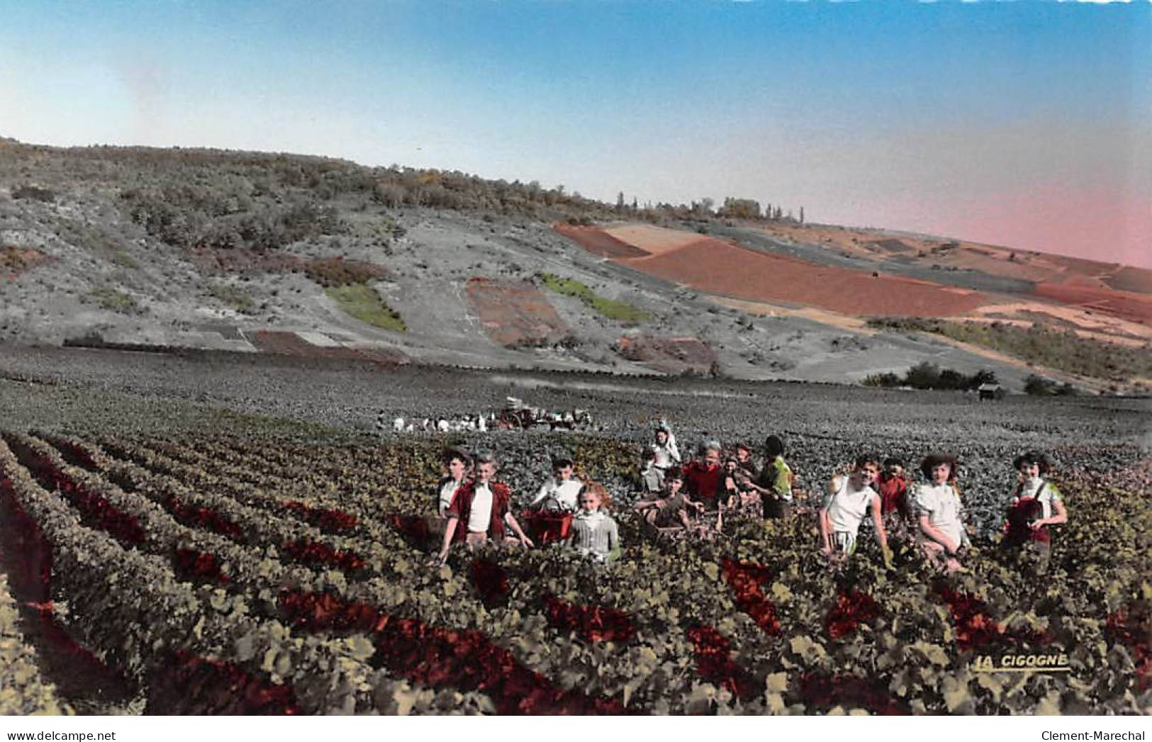 AY - Scène De Vendange - Vue Des Vignobles Collery Herbillon - Très Bon état - Ay En Champagne