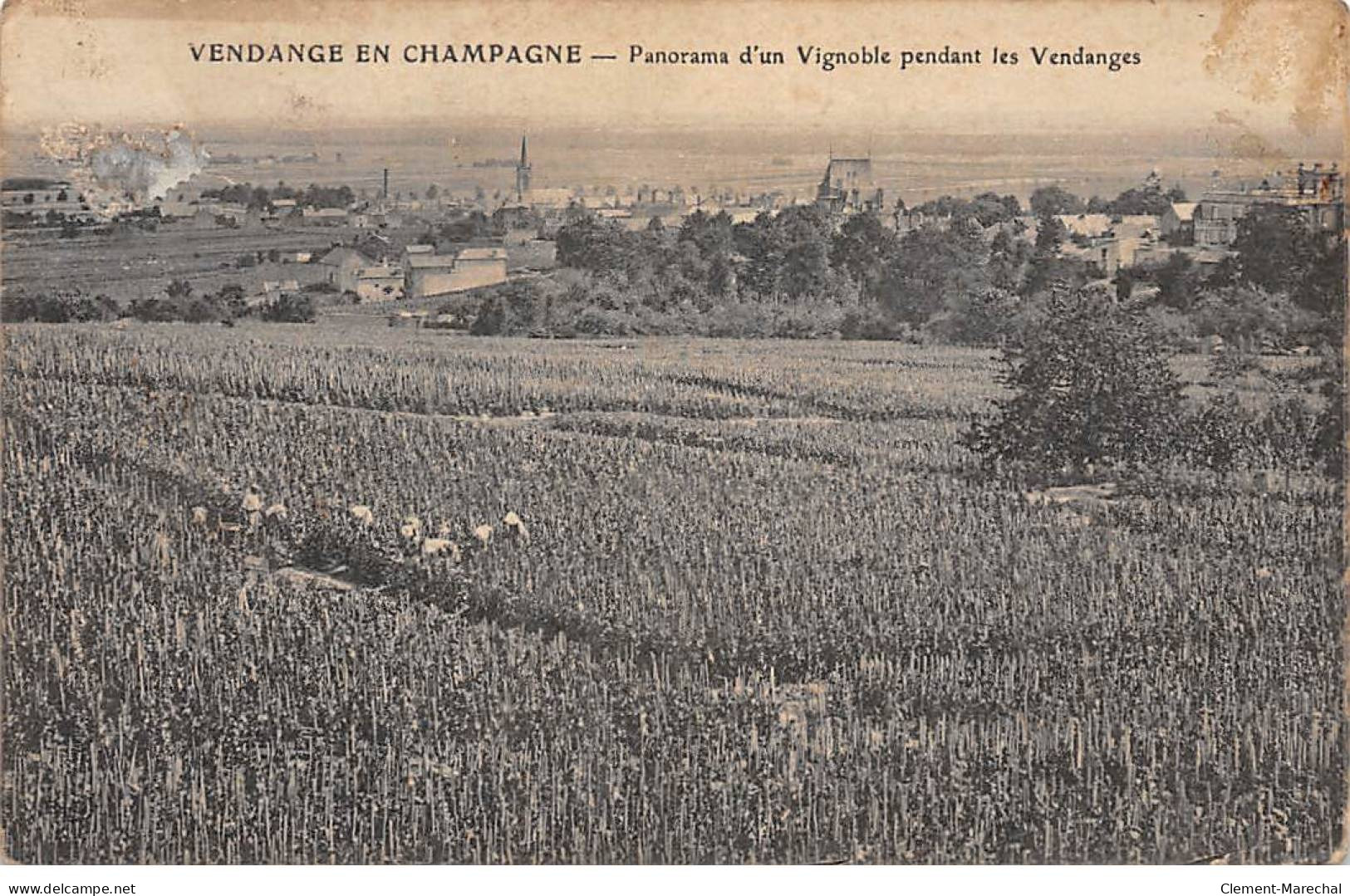 Vendange En Champagne - Panorama D'un Vignoble Pendant Les Vendanges - état - Other & Unclassified