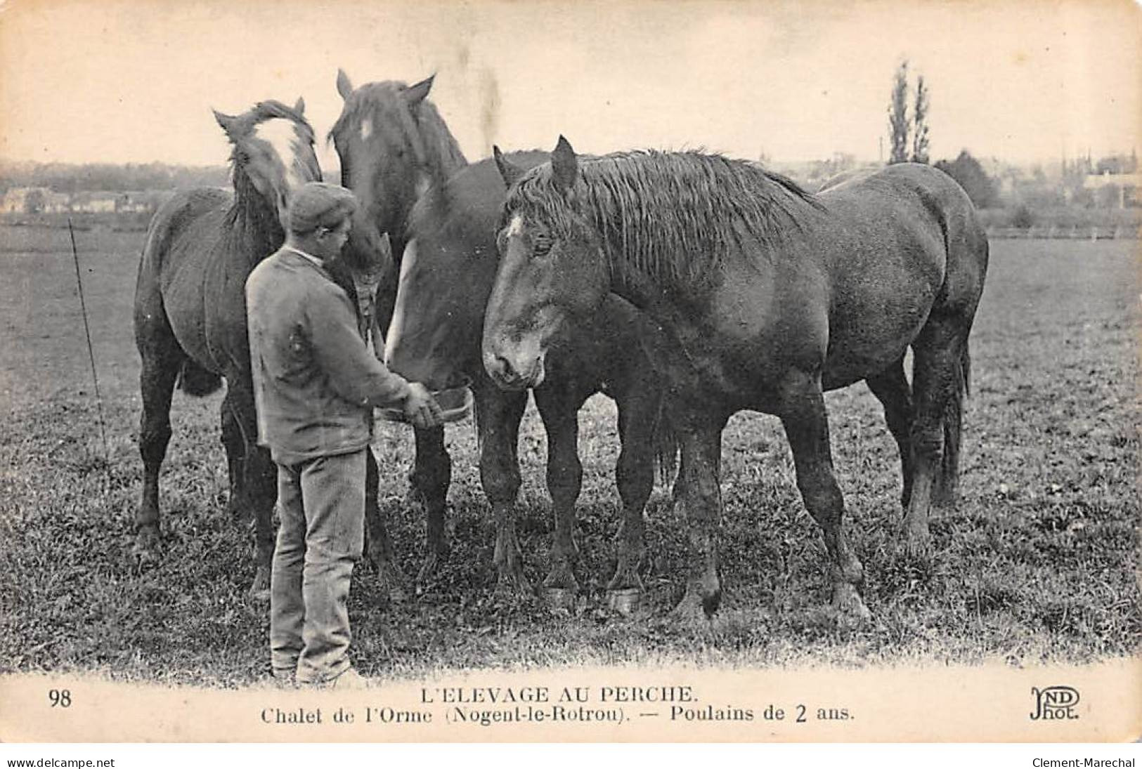 NOGENT LE ROTROU - L'Elevage Au Perche - Chalet De L'Orme - Poulains De 2 Ans - Très Bon état - Nogent Le Rotrou