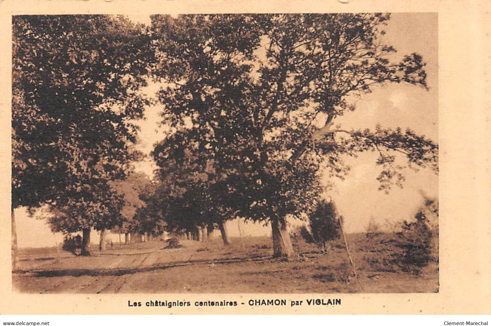 CHAMON Par VIGLAIN - Les Châtaigniers Centenaires - Très Bon état - Autres & Non Classés