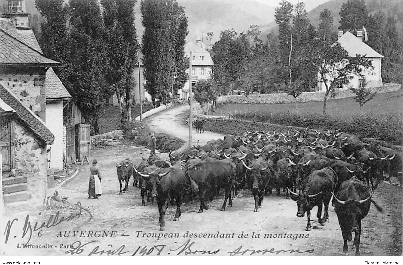 AUVERGNE - Troupeau Descendant De La Montagne - Très Bon état - Autres & Non Classés