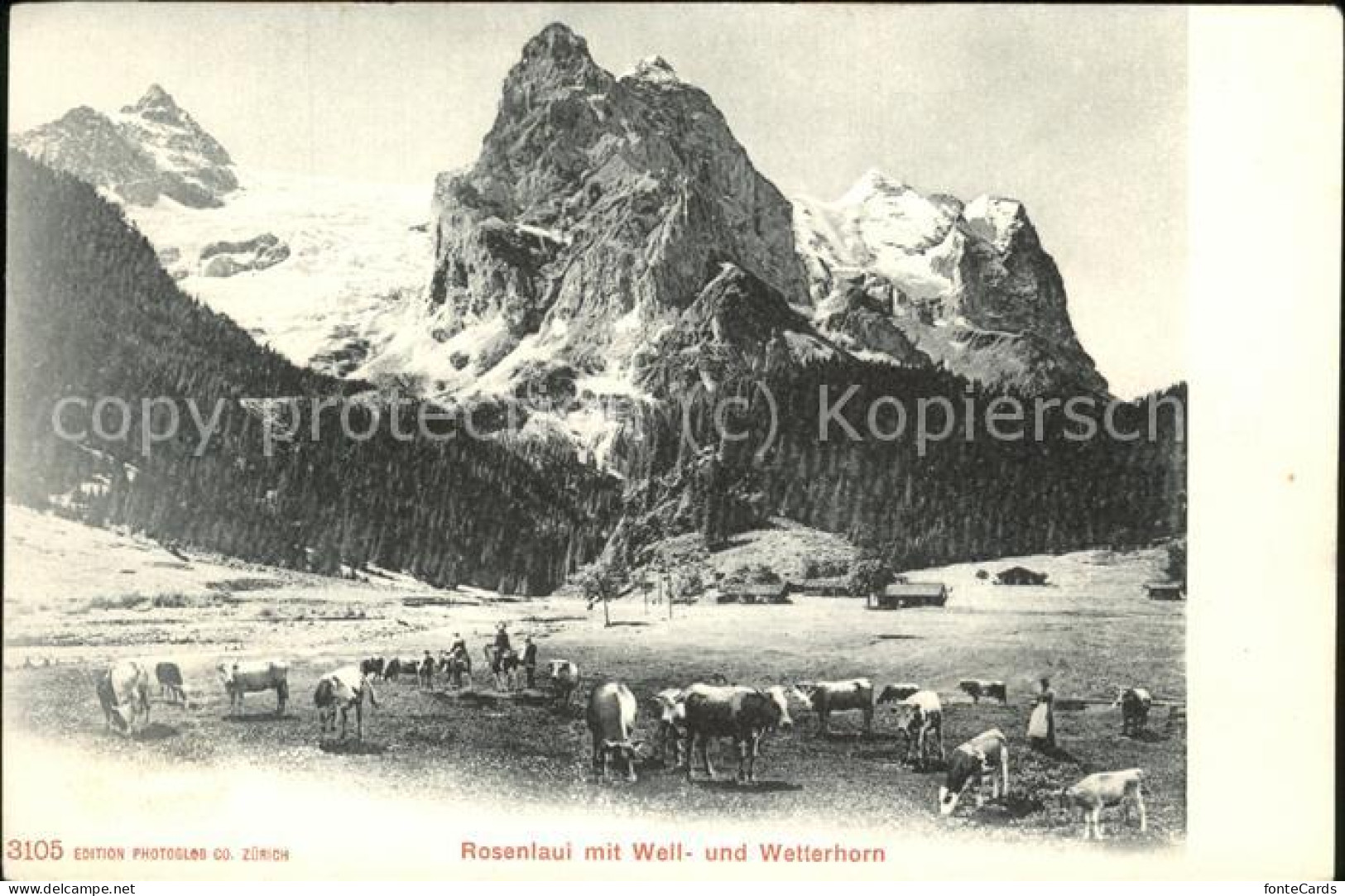 11426759 Rosenlaui BE Mit Well Und Wetterhorn Kuhherde Rosenlaui - Otros & Sin Clasificación