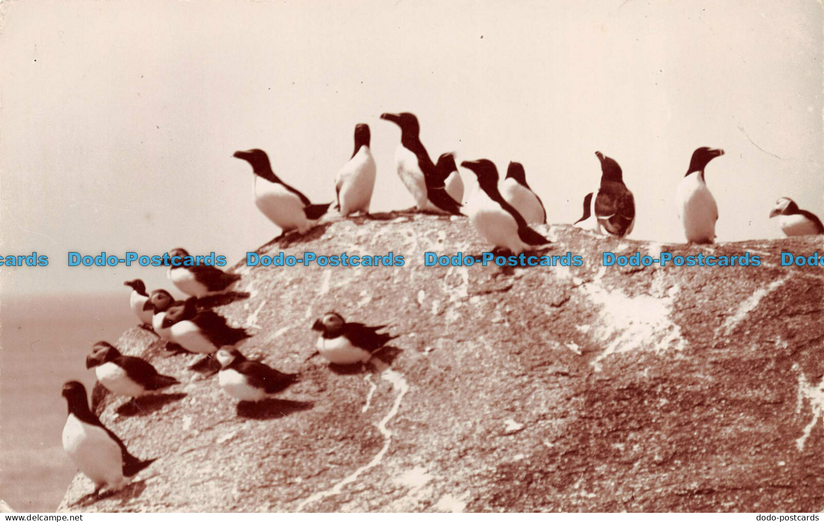 R079809 Penguins. The Neptune Series. C. King. RP - Welt