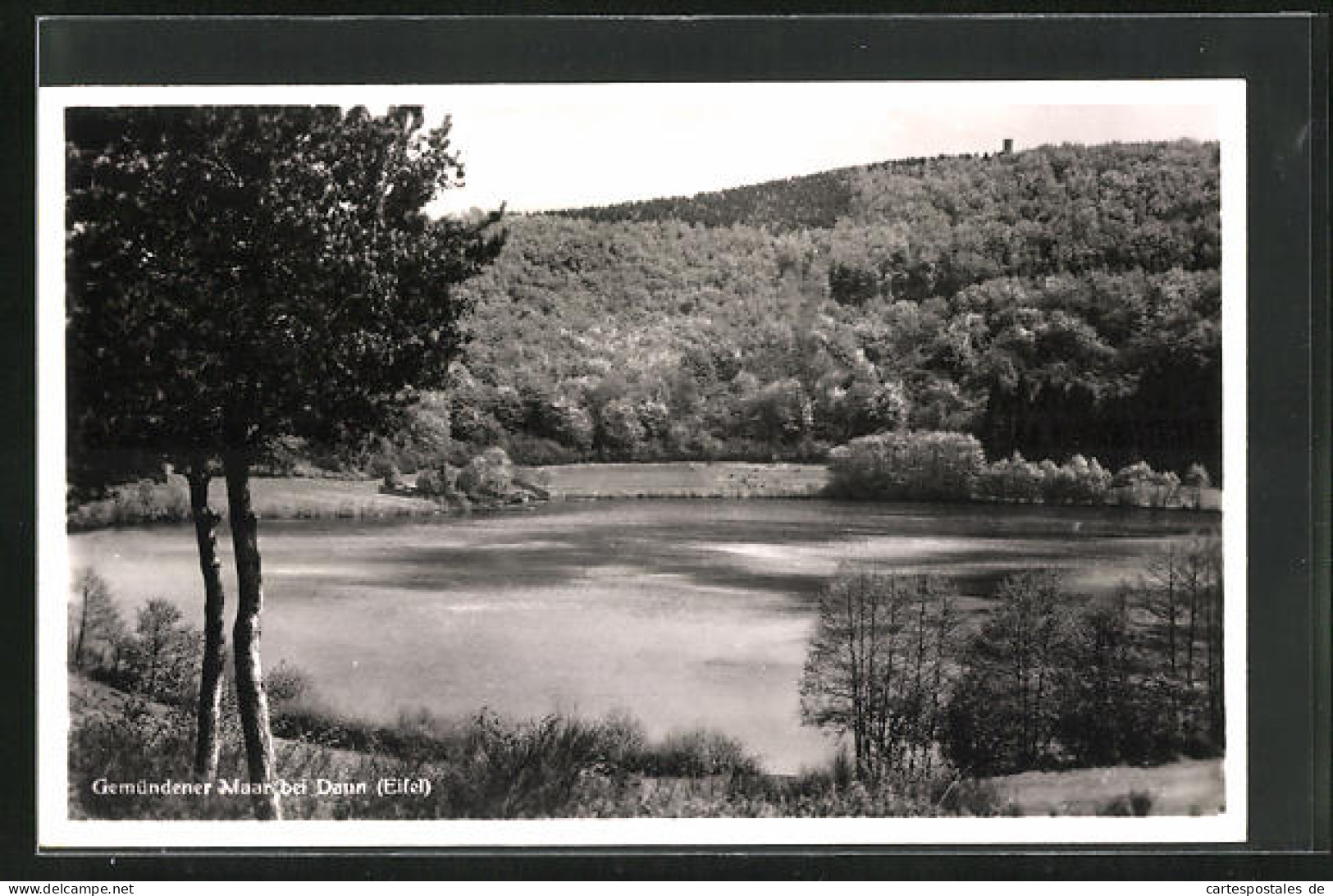 AK Daun / Eifel, Am Gemündener Maar  - Daun