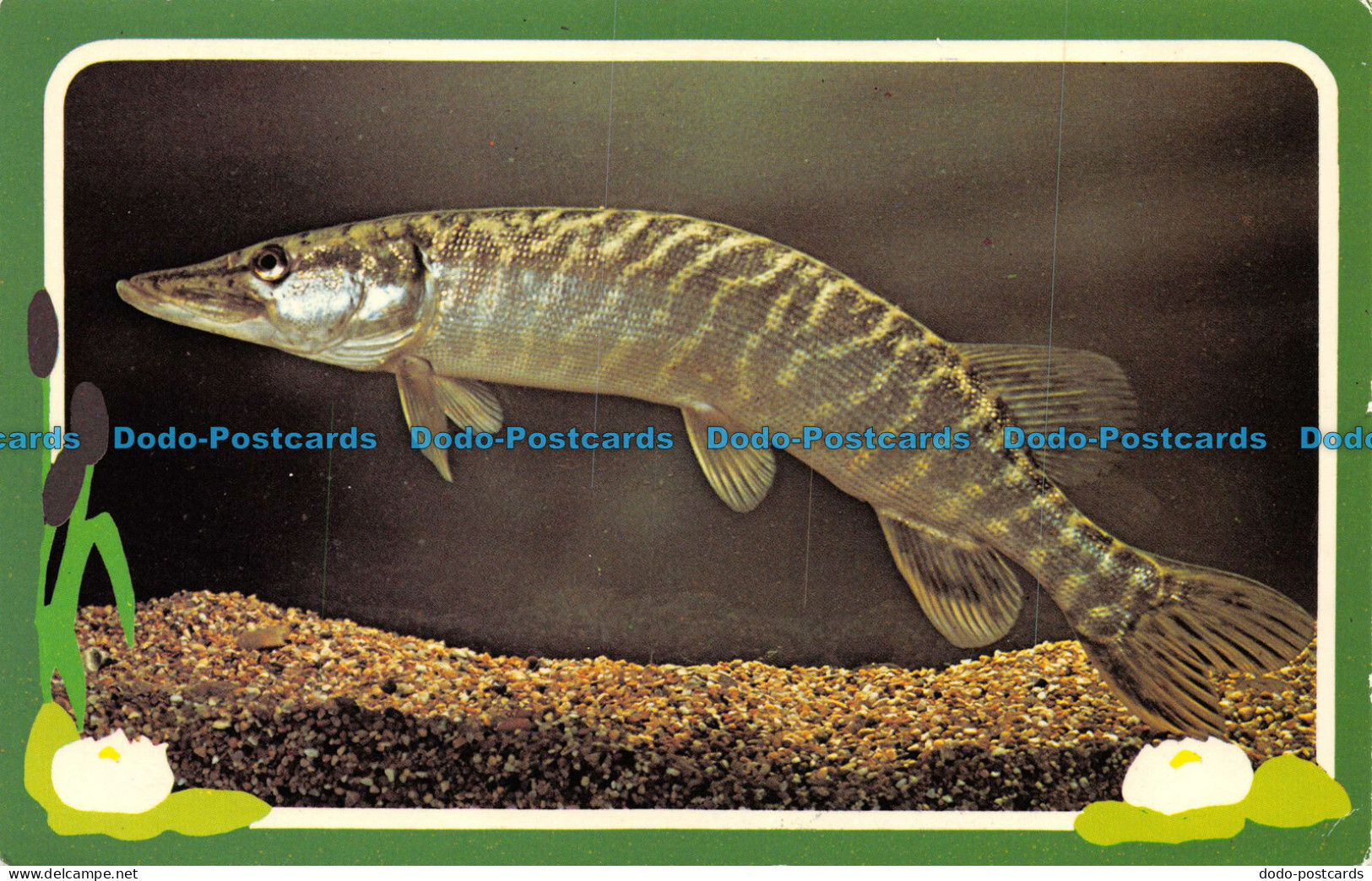 R081578 Pike. Precision. Colourmaster International. Freshwater Fish Series - Wereld