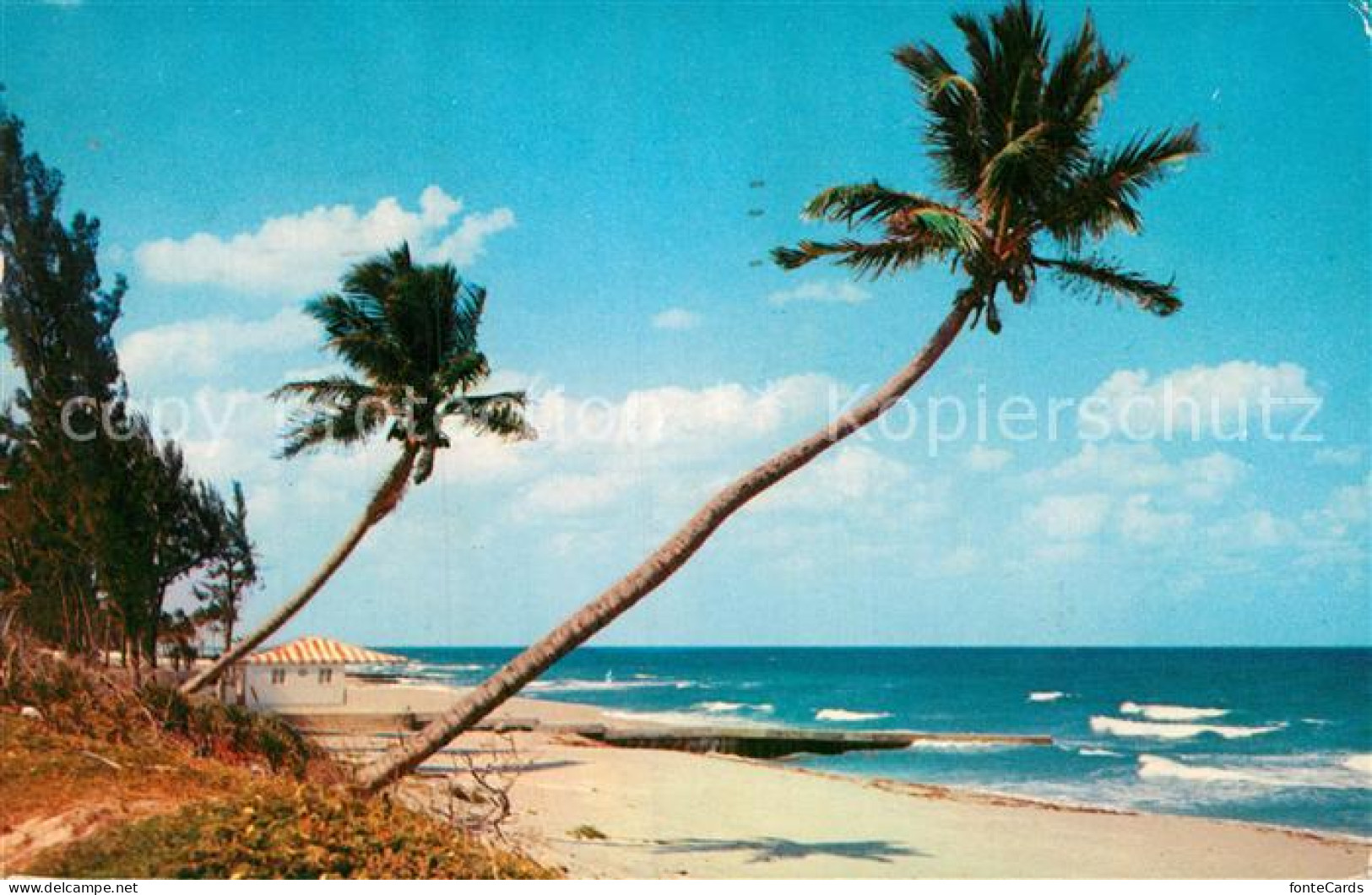 72956952 Miami_Florida Whispering Palms On Florida Coast - Autres & Non Classés