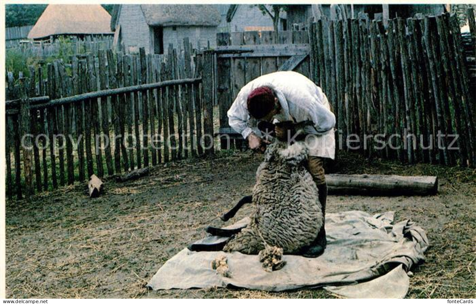 72944142 Plymouth_Massachusetts Plimoth Plantation Sheepshearing Time - Andere & Zonder Classificatie