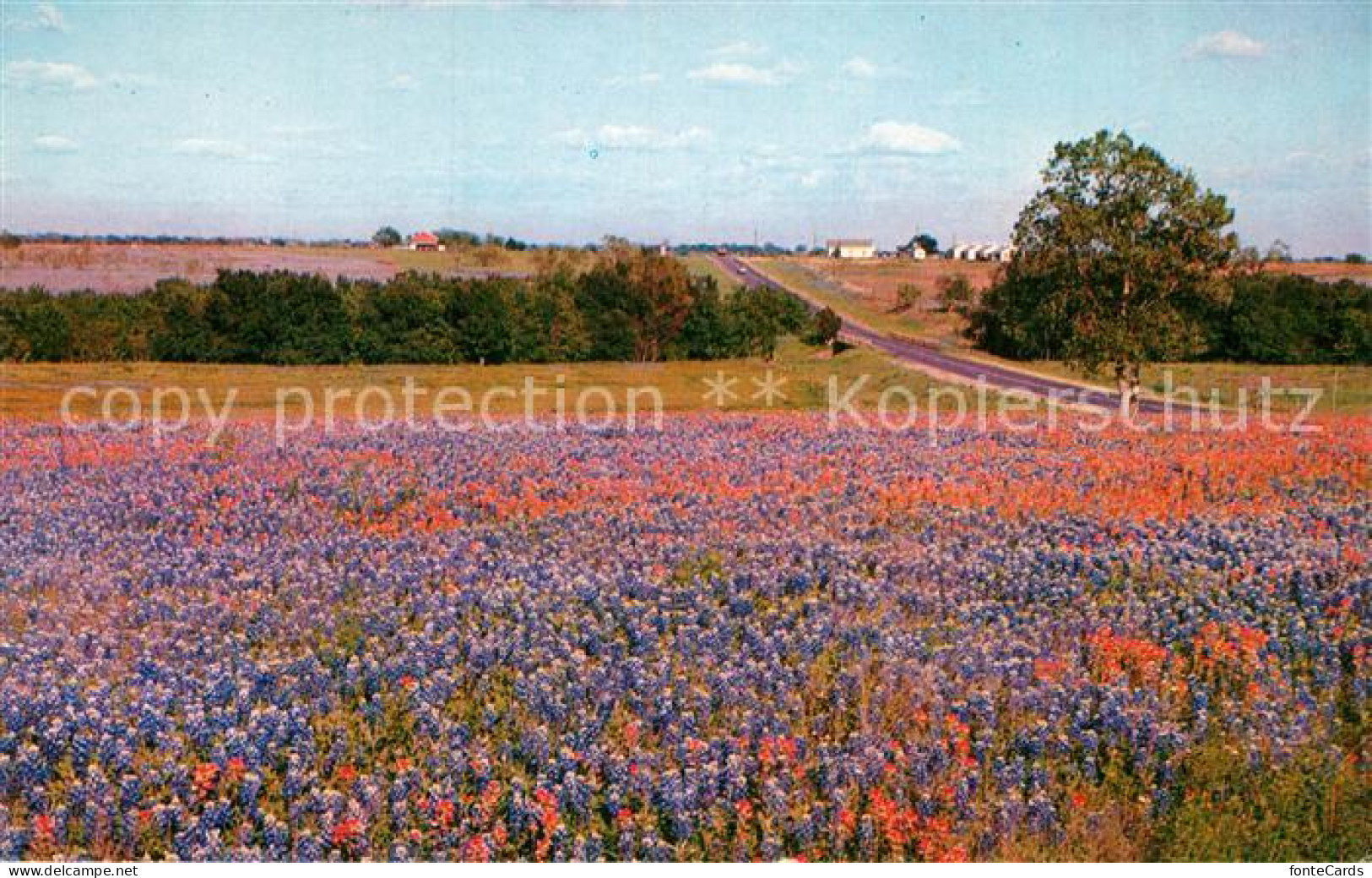 72944108 Houston_Texas Bluebonets And Indian Blanket - Sonstige & Ohne Zuordnung