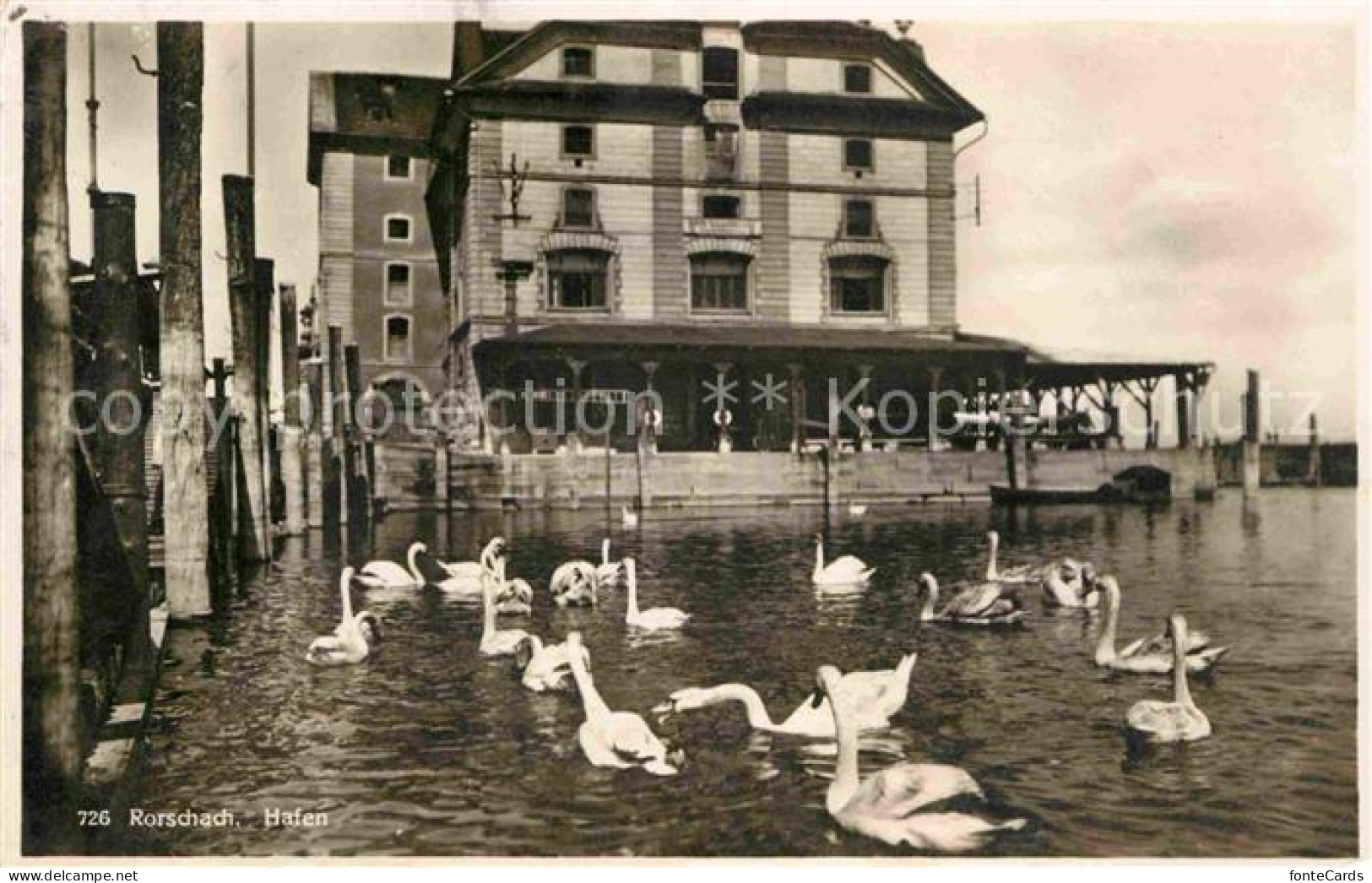 12657006 Rorschach Bodensee Hafen Schwan Rorschach - Other & Unclassified