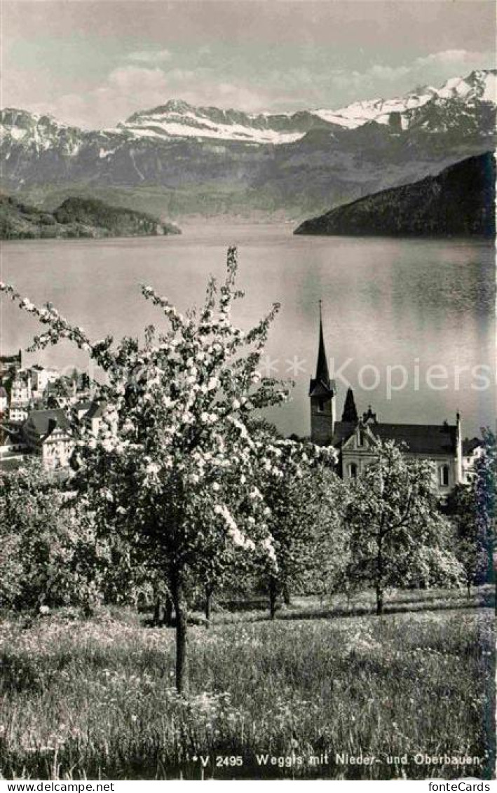 12647616 Weggis Vierwaldstaettersee Mit Nieder Und Oberbauen Baumbluete Alpen We - Autres & Non Classés