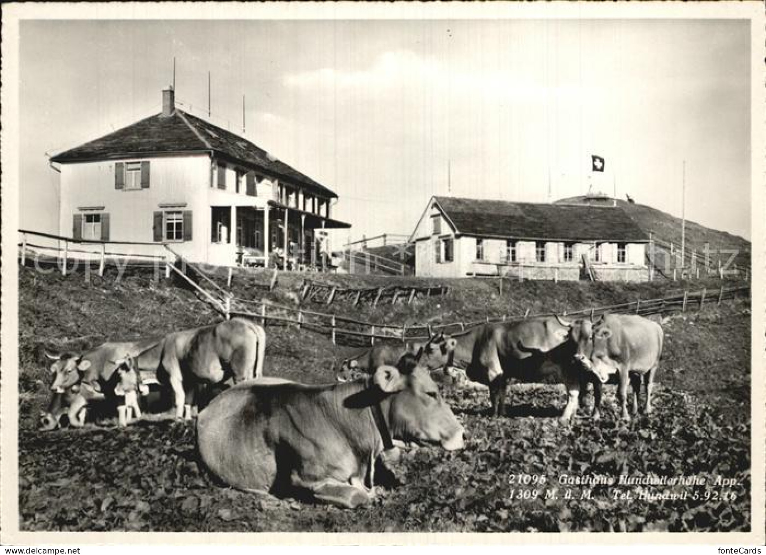 12589466 Hundwilerhoehe Gasthaus Mit Kuhherde Hundwilerhoehe - Sonstige & Ohne Zuordnung