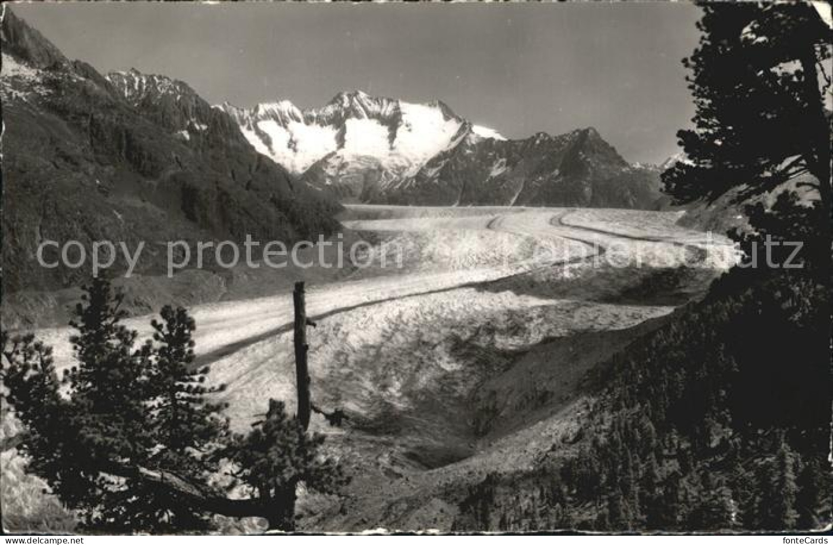 12466336 Aletschgletscher Aletschwald Walliser Fiescherhoerner Aletsch, Grosser - Other & Unclassified