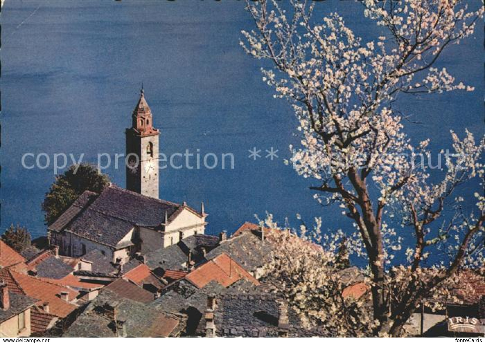 12379346 Ronco Sopra Ascona Blick Auf Kirche Lago Maggiore Baumbluete Ronco Sopr - Sonstige & Ohne Zuordnung